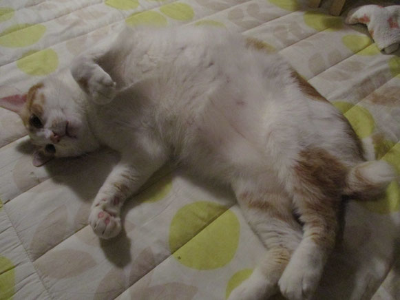 ちゃんたくん 猫 ねこ ネコ にゃんこ 猫ちゃん 暗闇 大田区 ペットシッター キャットシッター