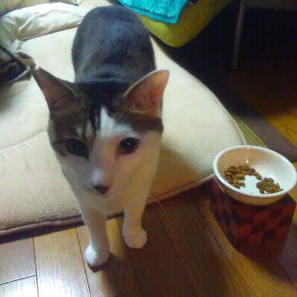 猫 ねこ ネコ にゃんこ お留守番 ごはん ペットシッター キャットシッタ― 大田区 川崎