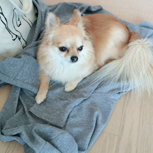 チワワ 風格 お留守番 ペットシッター ドッグシッター 大田区 川崎 犬 いぬ イヌ わんこ ワンコ