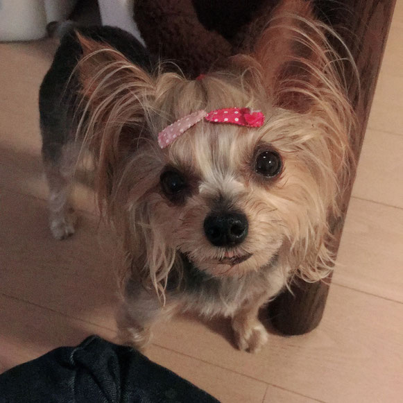 ヨーキー ヨークシャーテリア 髪留め おしゃれ オシャレ お留守番 ペットシッター 大田区 川崎 犬 いぬ イヌ わんこ ワンコ