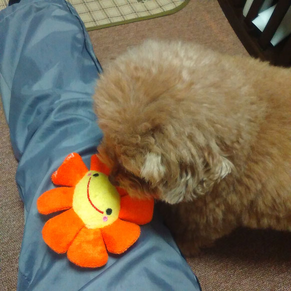 トイプードル おもちゃ お留守番 犬 いぬ イヌ わんこ ワンコ ペットシッター ドッグシッター 大田区 川崎
