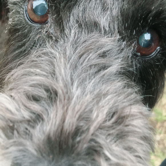 たまちゃん ミニチュアシュナウザー 犬 イヌ いぬ わんこ ワンコ お留守番 ペットシッター 大田区 川崎
