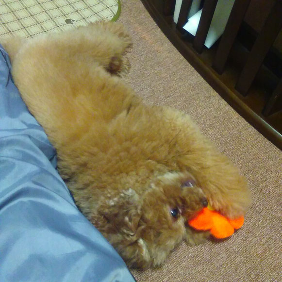 トイプードル おもちゃ お留守番 犬 いぬ イヌ わんこ ワンコ ペットシッター ドッグシッター 大田区 川崎