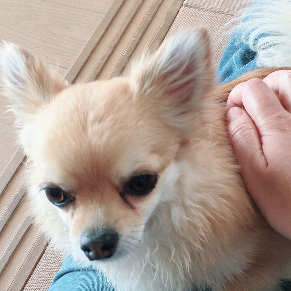 チワワ 室内遊び お留守番 ペットシッター ドッグシッター わんこ ワンコ 犬 イヌ いぬ 大田区 川崎