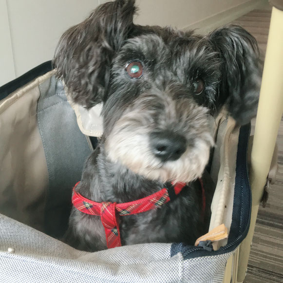 たまちゃん ミニチュアシュナウザー 犬 イヌ いぬ わんこ ワンコ お留守番 カート ペットシッター 大田区 川崎