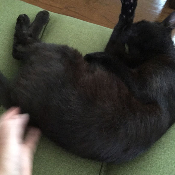 黒猫 兄弟 猫 ねこ ニャンコ にゃんこ ネコ 大田区 川崎 ペットシッター キャットシッタ―