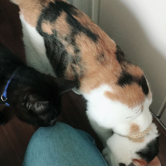 猫 ねこ ネコ にゃんこ 黒猫 三毛猫 お留守番 ペットシッター キャットシッター 大田区 川崎