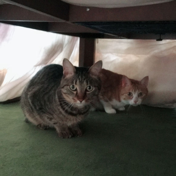 ねこ 猫 ネコ にゃんこ お留守番 炬燵 こたつ コタツ 人見知り ペットシッター キャットシッタ― 大田区 川崎