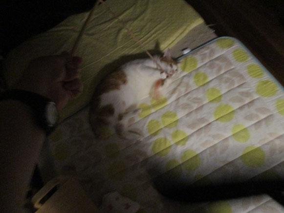 ちゃんたくん 猫 ねこ ネコ にゃんこ 猫ちゃん 暗闇 大田区 ペットシッター キャットシッター