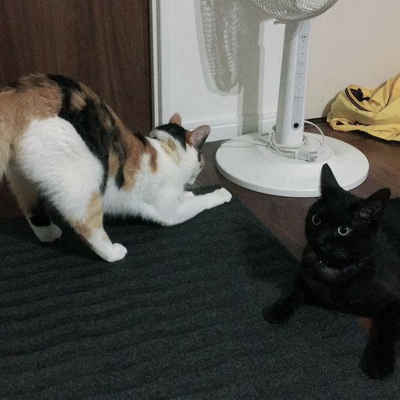 猫 ねこ ネコ にゃんこ 黒猫 三毛猫 お留守番 ペットシッター キャットシッター 大田区 川崎