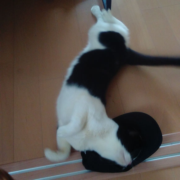 ジョニーくん 猫 ねこ ネコ にゃんこ 1歳男子 ペットシッター キャットシッター 大田区 川崎市