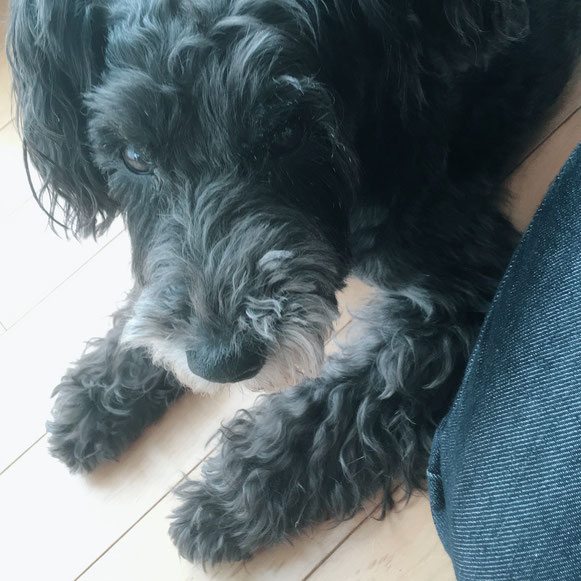 たまちゃん ミニチュアシュナウザー 犬 イヌ いぬ わんこ ワンコ お留守番 ペットシッター 大田区 川崎
