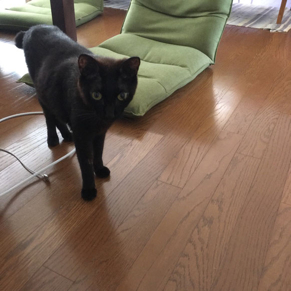 いつもと様子が違うにいちゃんに驚きを隠せないおとうとくん(笑) 黒猫 兄弟 お留守番 大田区 キャットシッター