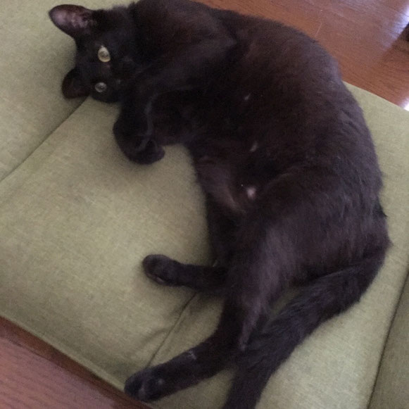 黒猫 兄弟 猫 ねこ ニャンコ にゃんこ ネコ 大田区 川崎 ペットシッター キャットシッタ―