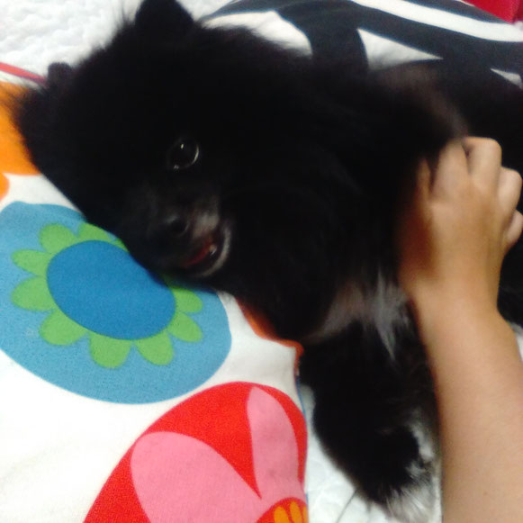 ボスくん ポメラニアン 黒ポメ わんこ イヌ 犬 いぬ ペットシッター シッティング中 大田区