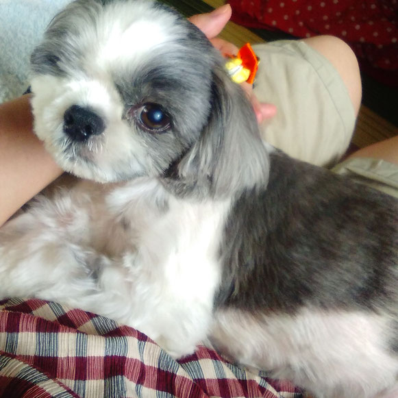 りーちゃん シーズー 犬 いぬ わんちゃん お留守番 ペットシッター 大田区 川崎