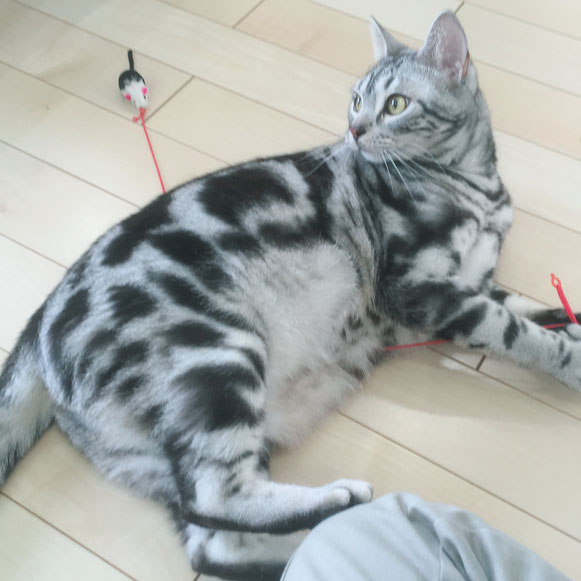 そうごろうくん アメリカンショートヘア 猫 ねこ ネコ にゃんこ ニャンコ お留守番 大田区 川崎