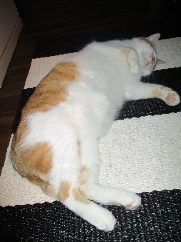 ちゃんたくん 猫 ねこ ネコ にゃんこ 猫ちゃん 暗闇 大田区 ペットシッター キャットシッター