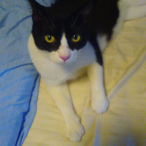 ジョニーくん 猫 ねこ ネコ にゃんこ 1歳男子 ペットシッター キャットシッター 大田区 川崎市