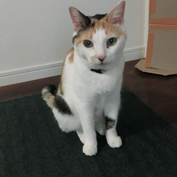 猫 ねこ ネコ にゃんこ 黒猫 三毛猫 お留守番 ペットシッター キャットシッター 大田区 川崎