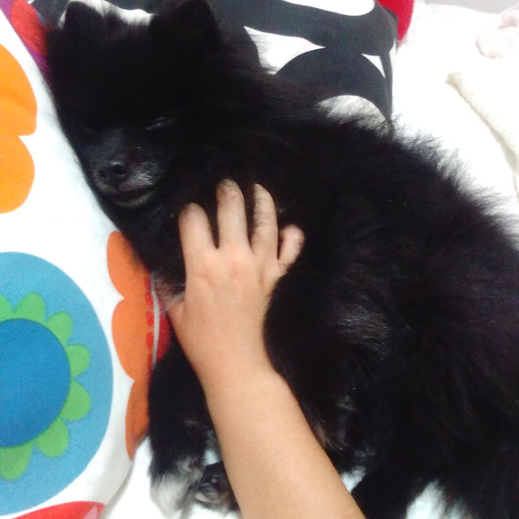 ボスくん ポメラニアン 黒ポメ ねむねむ お留守番 大田区 ペットシッター 犬