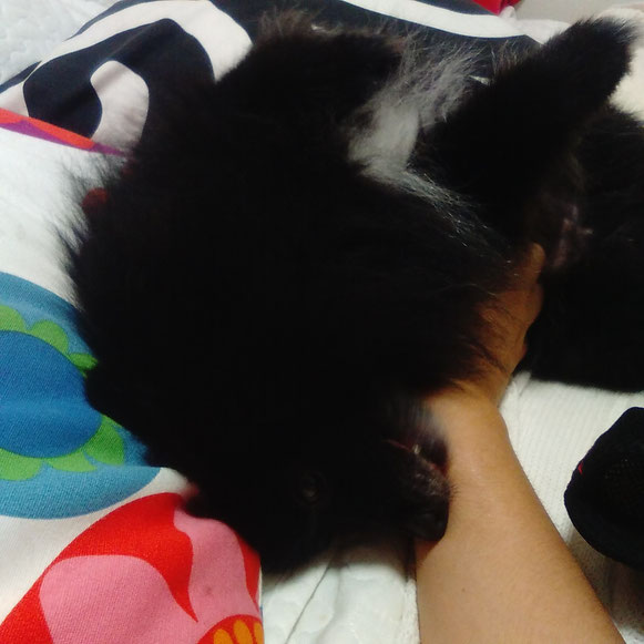 ボスくん ポメラニアン 黒ポメ 撫で撫で お留守番 大田区 ペットシッター 犬