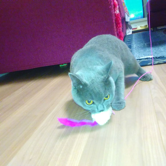 大田区 ペットシッター ブリティッシュショートヘア 猫 ねこ ネコ にゃんこ おもちゃ お留守番 川崎