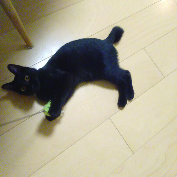 タマゴちゃん 仔猫ちゃん 子猫ちゃん 黒猫 ねこ にゃんこ ネコ 猫 ペットシッター シッティング中 大田区
