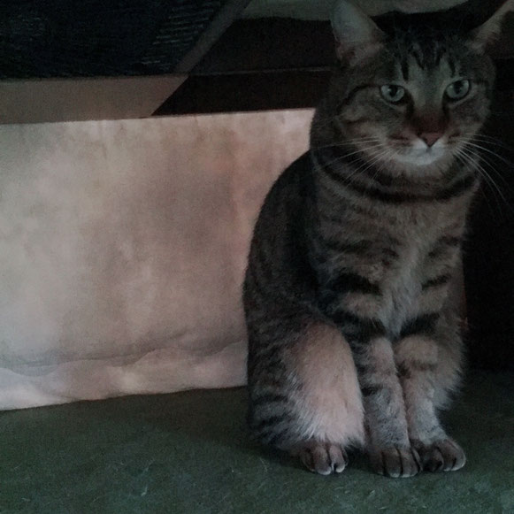 ねこ 猫 ネコ にゃんこ お留守番 炬燵 こたつ コタツ ペットシッター キャットシッタ― 大田区 川崎