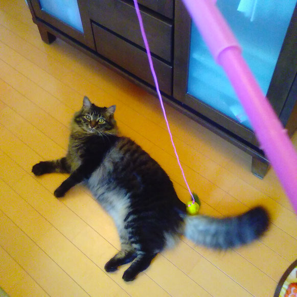 猫 ねこ ネコ にゃんこ おもちゃ遊び お留守番 ペットシッター キャットシッタ― 大田区 川崎