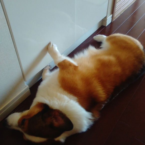 ベックくん コーギー こーぎー 犬 いぬ イヌ ワンちゃん わんちゃん 大田区 川崎 お留守番 ペットシッター