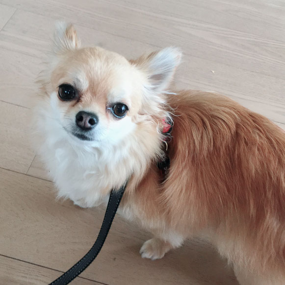 チワワ お散歩準備 お留守番 ペットシッター ドッグシッター 大田区 川崎 犬 いぬ イヌ わんこ ワンコ