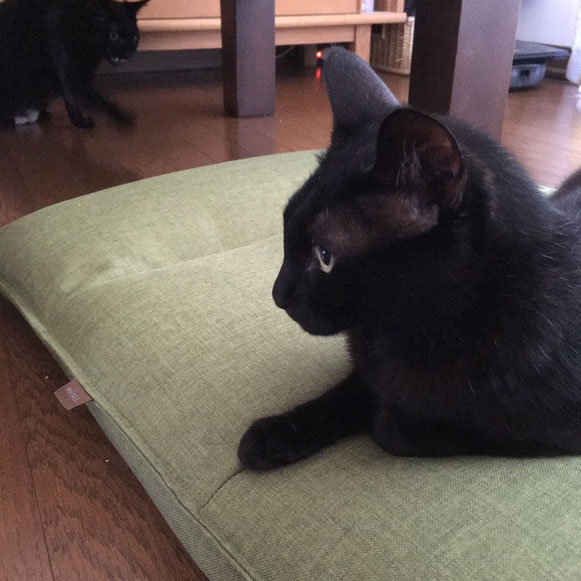 にいちゃん おとうとくん 黒猫 兄弟 ペットシッター キャットシッタ― お留守番 大田区 川崎