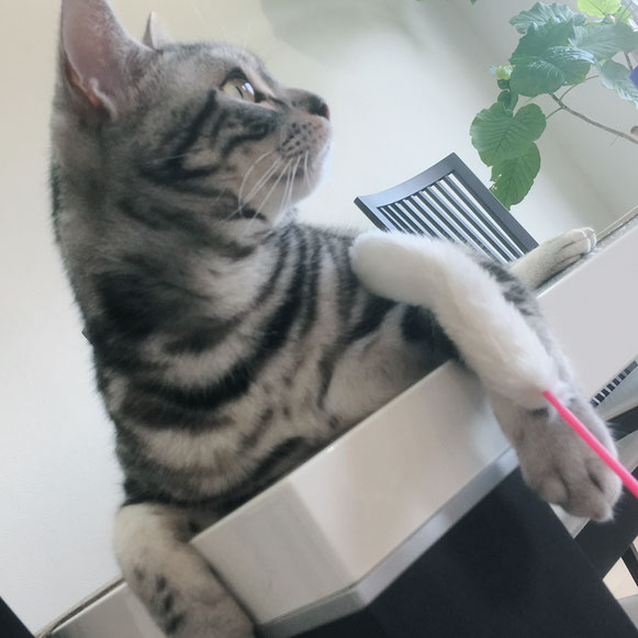 猫 ねこ ネコ にゃんこ ニャンコ お留守番 アメリカンショートヘア オモチャ好き ペットシッター キャットシッタ― 大田区 川崎
