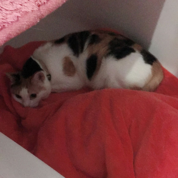猫 ねこ ネコ にゃんこ 黒猫 三毛猫 お留守番 ペットシッター キャットシッター 大田区 川崎