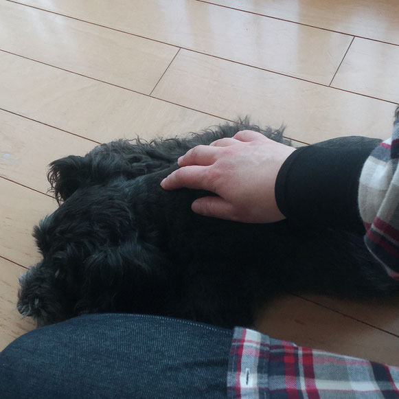 たまちゃん ミニチュアシュナウザー 犬 イヌ いぬ わんこ ワンコ お留守番 カート ペットシッター 大田区 川崎