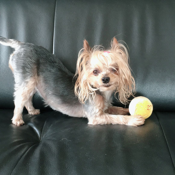 ヨーキー ヨークシャーテリア 室内遊び ペットシッター ドッグシッター 大田区 川崎 わんこ ワンコ 犬 いぬ イヌ