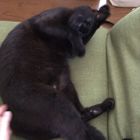 ペットシッターの指テクに悶絶する「にいちゃん」(笑) 黒猫 お留守番 大田区 キャットシッター