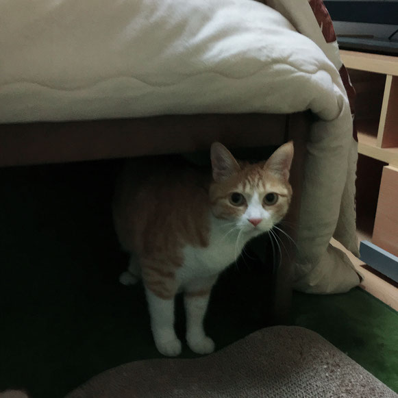 ねこ 猫 ネコ にゃんこ お留守番 炬燵 こたつ コタツ ペットシッター キャットシッタ― 大田区 川崎