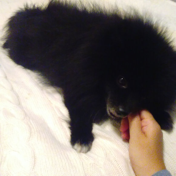 ボスくん ポメラニアン 黒ポメ 歯みがき おやつ お留守番 大田区 ペットシッター 犬