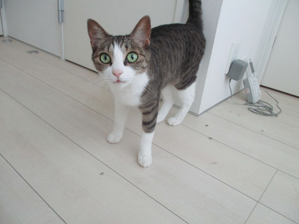 バジルちゃん 甘えん坊 猫ちゃん にゃんこちゃん ネコ ねこ ペットシッター