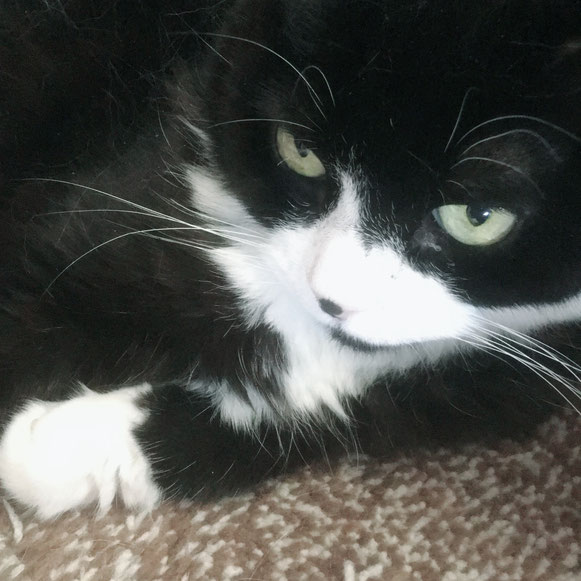 そうじろう スコティッシュフォールド 猫 ネコ ねこ にゃんこ ニャンコ お留守番 大田区 川崎