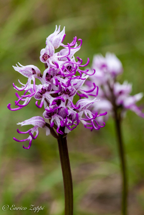 Orchidea scimmia (Orchis simia Lam., 1779) con i caratteristici fiori raggruppati in infiorescenze dalla forma ovata e densa.