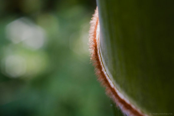 孟宗竹の節には細かく茶色の毛が密に(Fujifilm X-Pro2)