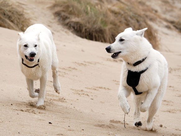 Abey und Merlin in Dänemark