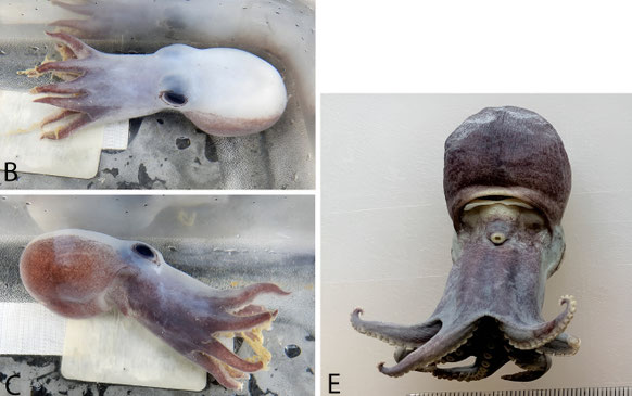 Blauer Oktopus von allen Seiten, Foto: Wissenschaftler der NA064 Expedition