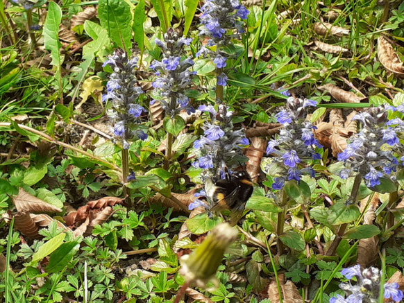 Where is the bumble bee? (I couldn´t take a better pic)