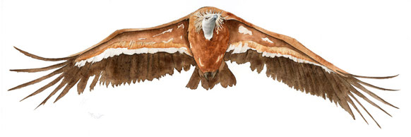 Vautour Fauve