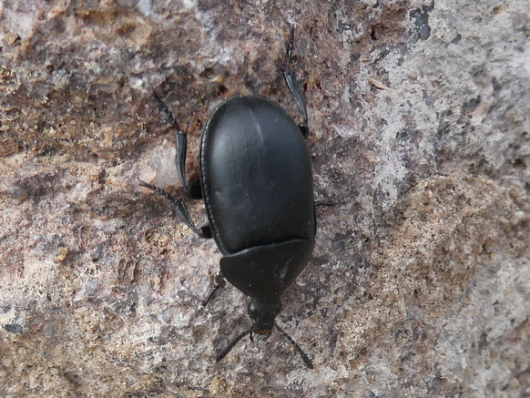 Mattschwarzer Schneckenjäger, Foto: Martina Polensky, NABU Groß-Gerau