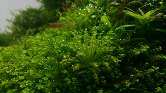Aquarium mit einem mix aus unterschiedlichen Blättern